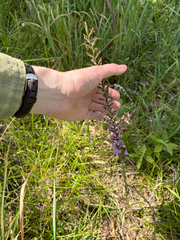Liatris acidota, photograph author not stated, no rights reserved