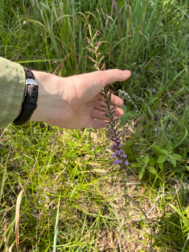 Liatris acidota, photograph 5