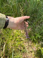Liatris acidota, photograph author not stated, no rights reserved