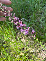 Liatris acidota, photograph author not stated, no rights reserved