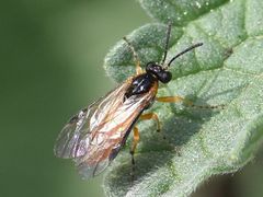 Athalia cordata