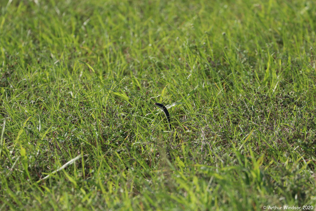 North American Racer from Fort Drum WMA, Indian River County, FL, USA