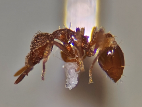 Strumigenys abditaStrumigenys abdita