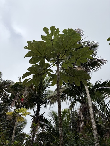 Cecropia schreberiana, photograph 3