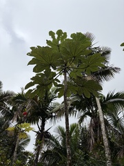 Cecropia schreberiana, photograph (c) Lythronax246, some rights reserved (CC BY)