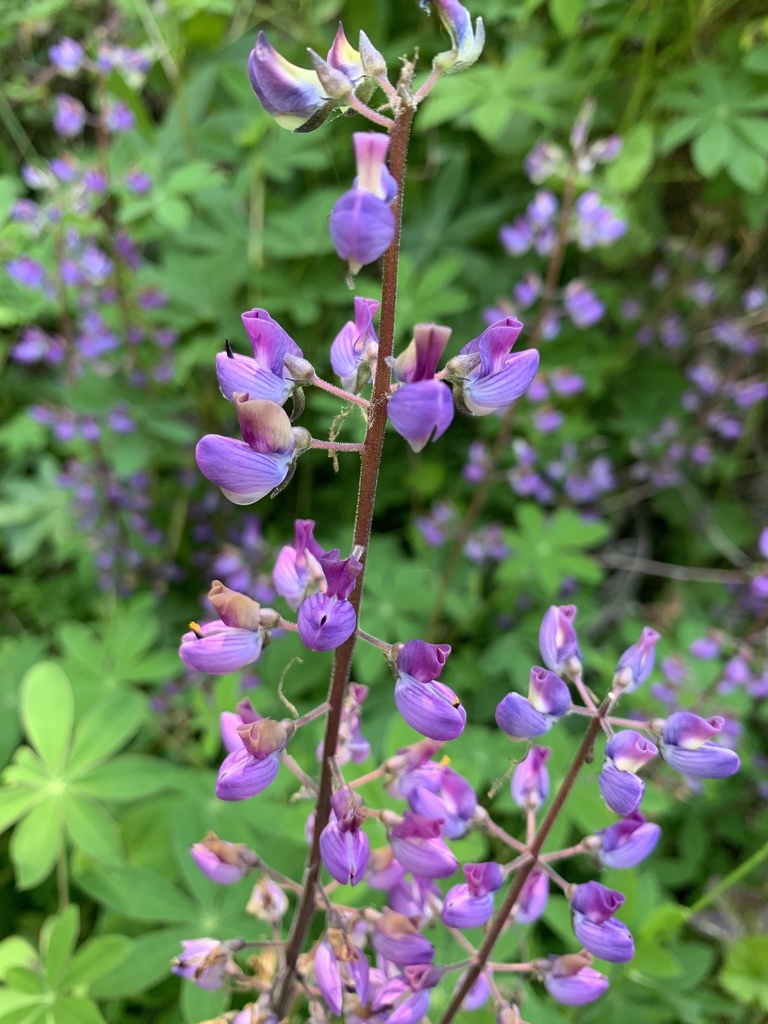 【Lupinus様♡ご確認ページ】 large.jpg