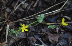 Ranunculus marginatus