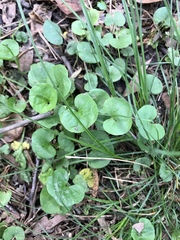 Lysimachia nummularia