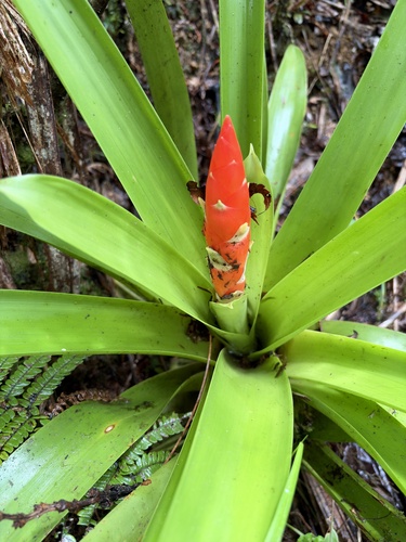 Guzmania berteroniana, photograph 3