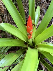 Guzmania berteroniana, photograph (c) Lythronax246, some rights reserved (CC BY)