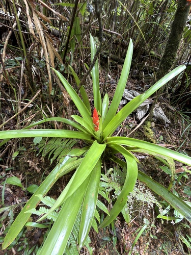 Guzmania berteroniana, photograph 4