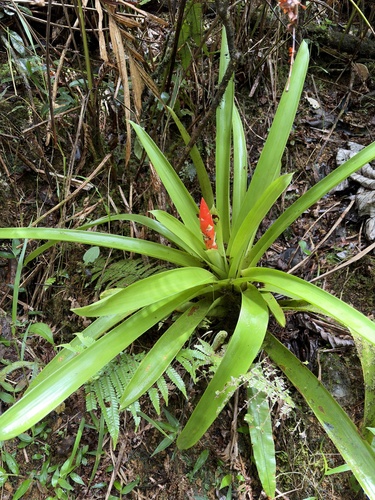Guzmania berteroniana, photograph 5