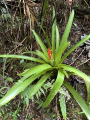Guzmania berteroniana, photograph (c) Lythronax246, some rights reserved (CC BY)