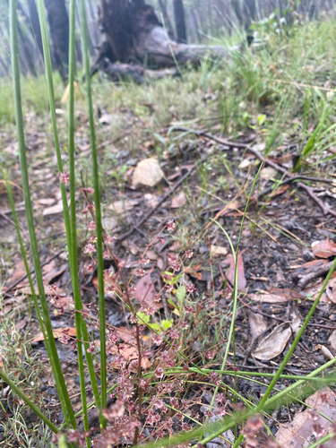 Lomandra micrantha, photograph 5