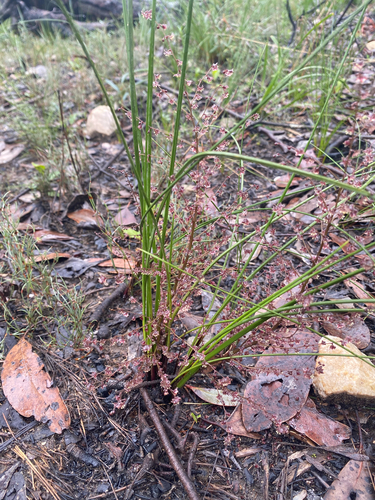 Lomandra micrantha, photograph 4