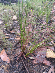 Lomandra micrantha, photograph (c) krumpianking, some rights reserved (CC BY)