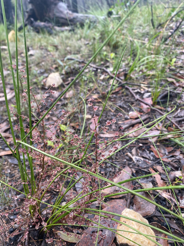 Lomandra micrantha, photograph 3