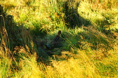 Gallinago magellanica