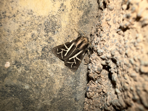 Williams' Tiger Moth photo 5