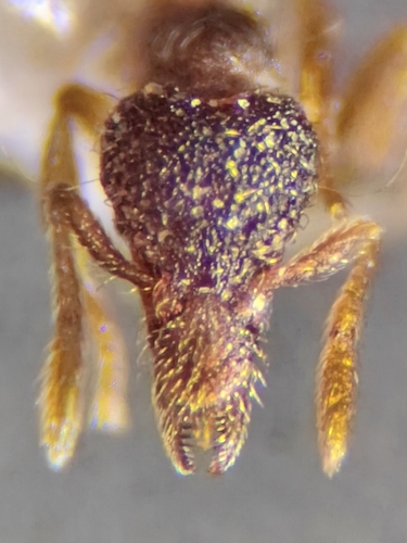 Strumigenys brevisetosaStrumigenys brevisetosa