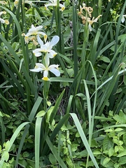 Iris orientalis