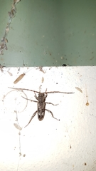 Phacodes
