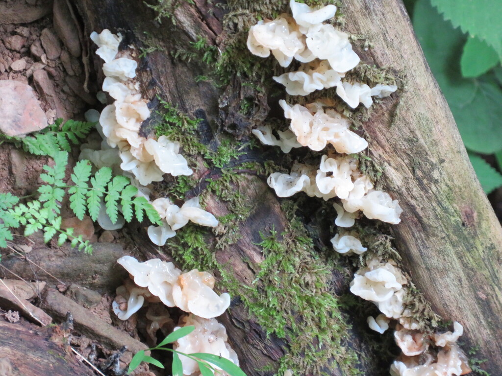 white jelly fungus · July 2026 · photo: Photo: (c) toad-wife, some rights reserved (CC BY) · iNaturalist