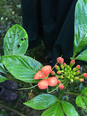 Podandrogyne decipiens