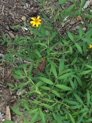 Tagetes lemmonii