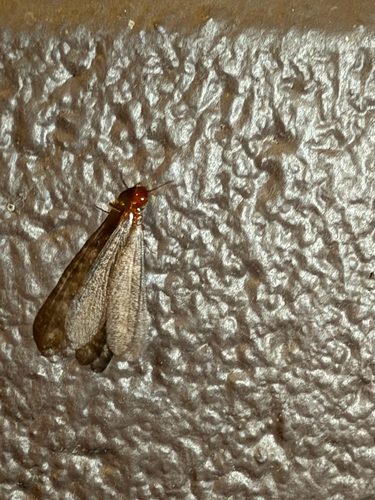 iNaturalist observation photo of Nevada Dampwood Termite