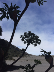 Myrrhidendron