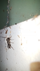 Phacodes