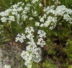 Bifora americana
