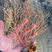 Pink sea fan