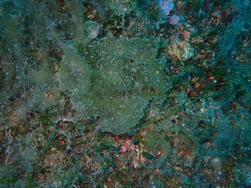 Microdictyon umbilicatum observed 2026-06-28