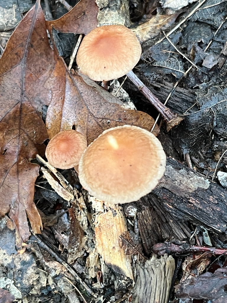 Collybiopsis subnuda · July 2026 · photo: Photo: no rights reserved · iNaturalist