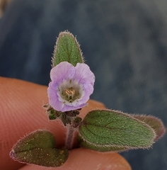 Phacelia vallicola