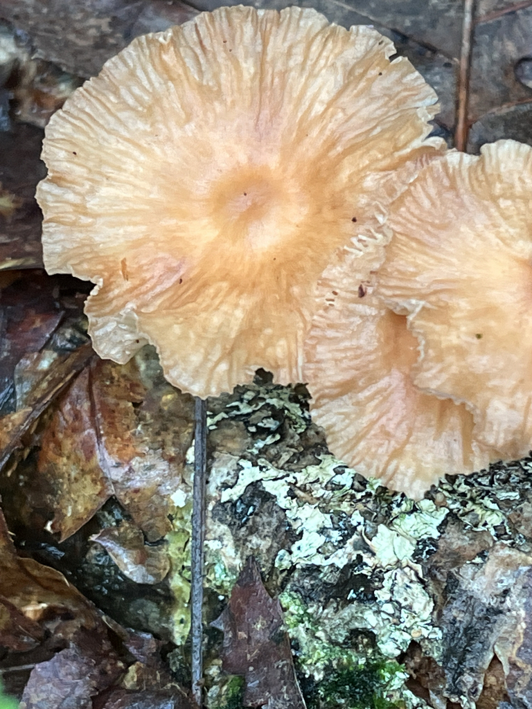 Collybiopsis subnuda · July 2026 · photo: Photo: no rights reserved · iNaturalist