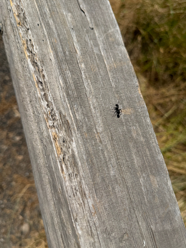iNaturalist observation photo of Hairy Smooth Carpenter Ant
