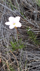 Oxalis polyphylla pentaphylla