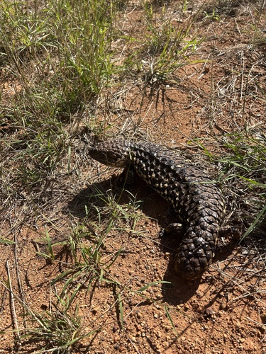 Shingleback