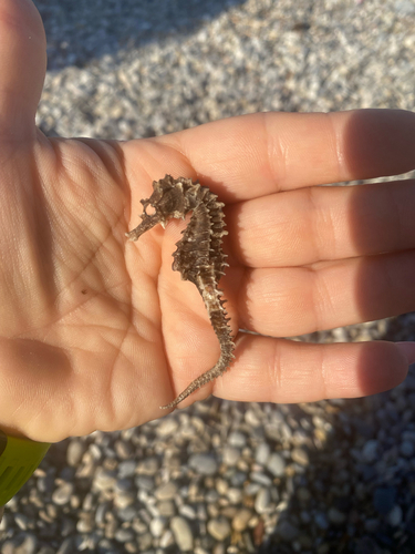 Long-snouted Seahorse