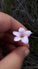 Oxalis polyphylla pentaphylla