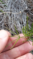 Oxalis polyphylla pentaphylla