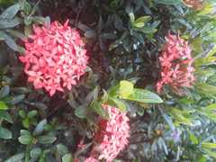 Ixora coccinea