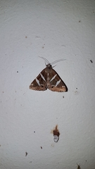 Grammodes pulcherrima