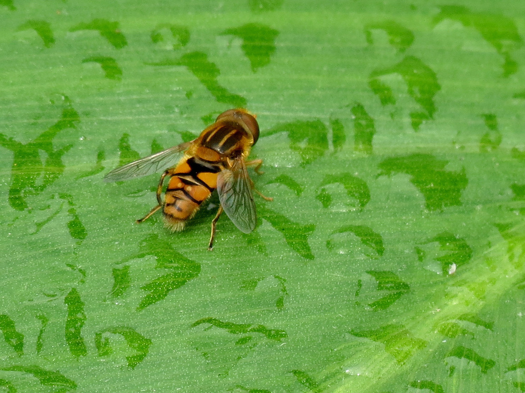 Shiny Bog Fly