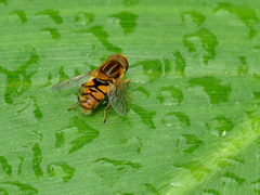 Parhelophilus integer