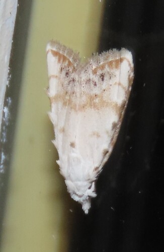 Sorghum Webworm Moth photo 4