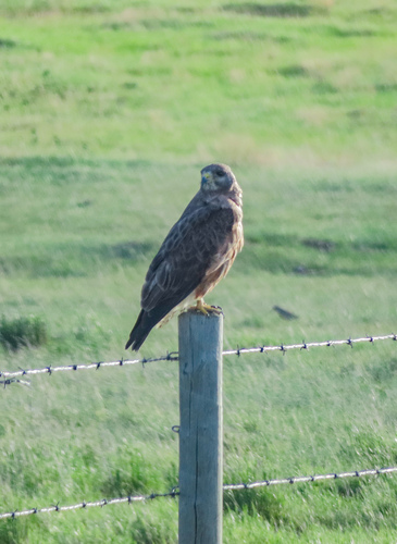 Swainson's Hawk
